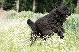 BOUVIER DES FLANDRES 026